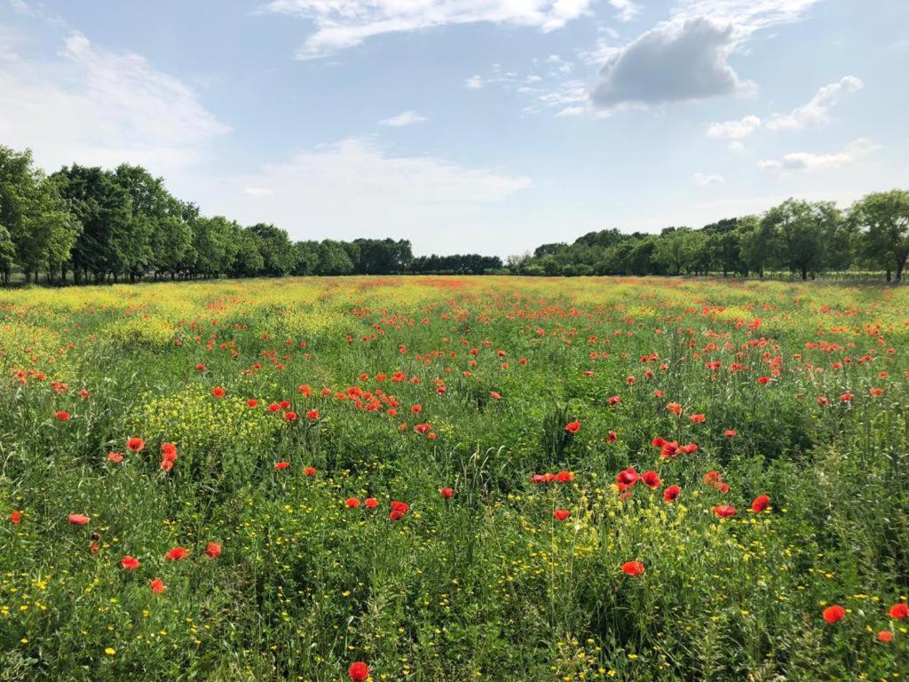 Willa Relais Agrituristico Ormesani San Liberale Zewnętrze zdjęcie